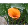 Arum mango