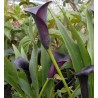 Arum noir