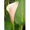 Arum pink mist