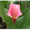 Arum rehmanii