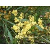 Acacia retinoides