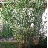 Arundo donax
