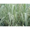 Arundo donax variegata
