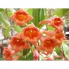 Bignonia capreolata species red