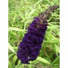 Buddleia black night