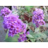 Buddleia nain