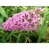 Buddleia pink delight