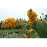 Buddleia sungold