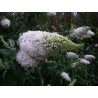 Buddleia white profusion