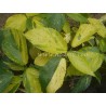 Acalypha gibraltar
