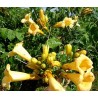 Campsis jaune