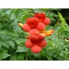 Campsis rouge