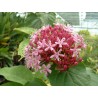 Clerodendron bungeii