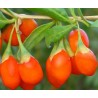 Goji lycium barbarum