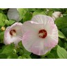 Hibiscus moscheutos blanc