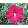 Hibiscus moscheutos rose