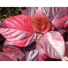 Acalypha wilkesiana ceylan