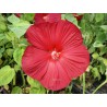 Hibiscus moscheutos rouge