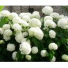 Hydrangea arborescent annabelle