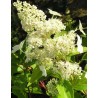 Hydrangea paniculata kyushu