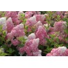 Hydrangea vanille fraise