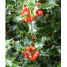 Ilex alaska