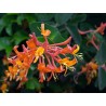 Lonicera dropmore scarlett - chevrefeuile