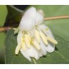 Lonicera fragrantissima  - chevrefeuile