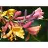 Lonicera heckrotti gold flame - chevrefeuile