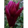 Magnolia liliflora nigra