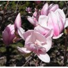 Magnolia soulangeana