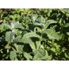 Menthe aquatica