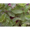 Menthe anglaise poivree