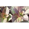 Menthe bergamote d'italie