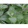 Menthe blanche