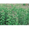 Menthe buddleiana