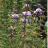 Menthe cervina