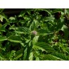 Menthe chocolat