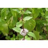 Menthe citron
