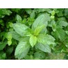 Menthe eau de cologne