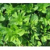 Menthe fraise