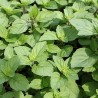 Menthe gingembre