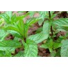 Menthe mitcham