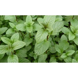 Menthe poivree du maroc