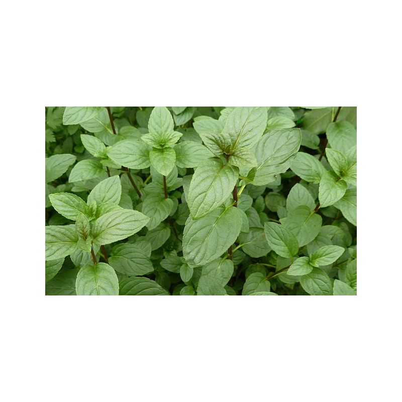Menthe poivree du maroc