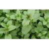 Menthe poivree