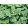 Menthe pomme