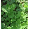 Menthe pouliot