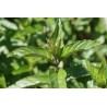 Menthe reglisse
