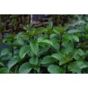 Menthe smithiana rubra